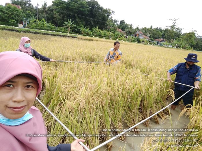 MANGUNHARJO PANEN RAYA