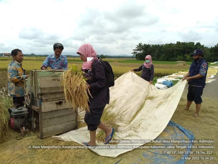 MANGUNHARJO PANEN RAYA 02