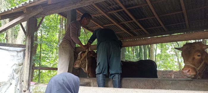 PEMASANGAN EARTAG PADA SAPI 01