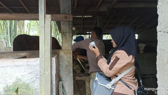 PEMASANGAN EARTAG PADA SAPI 02