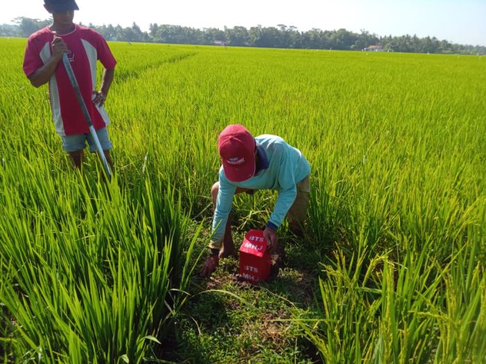 PEMASANGAN PATOK BATAS DESA MANGUNHARJO