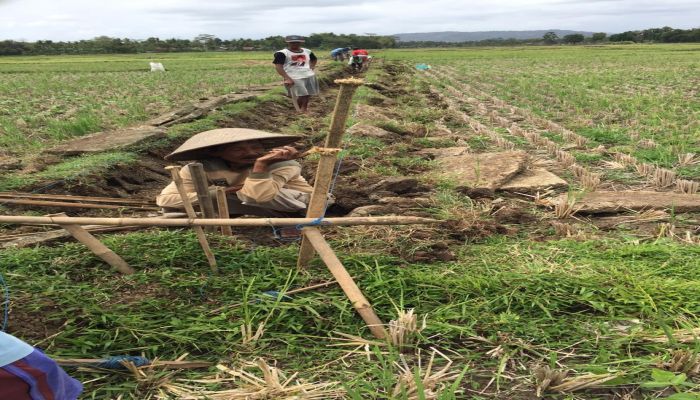 PADAT KARYA TUNAI DESA MANGUNHARJO 01