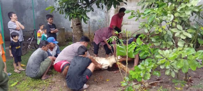 PERAYAAN HARI RAYA IDUL ADHA 1444 H