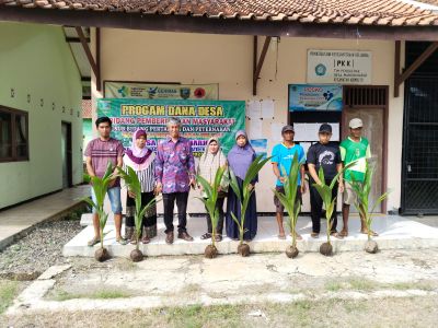 BANTUAN BIBIT KELAPA HIBRIDA PROGRAM DANA DESA